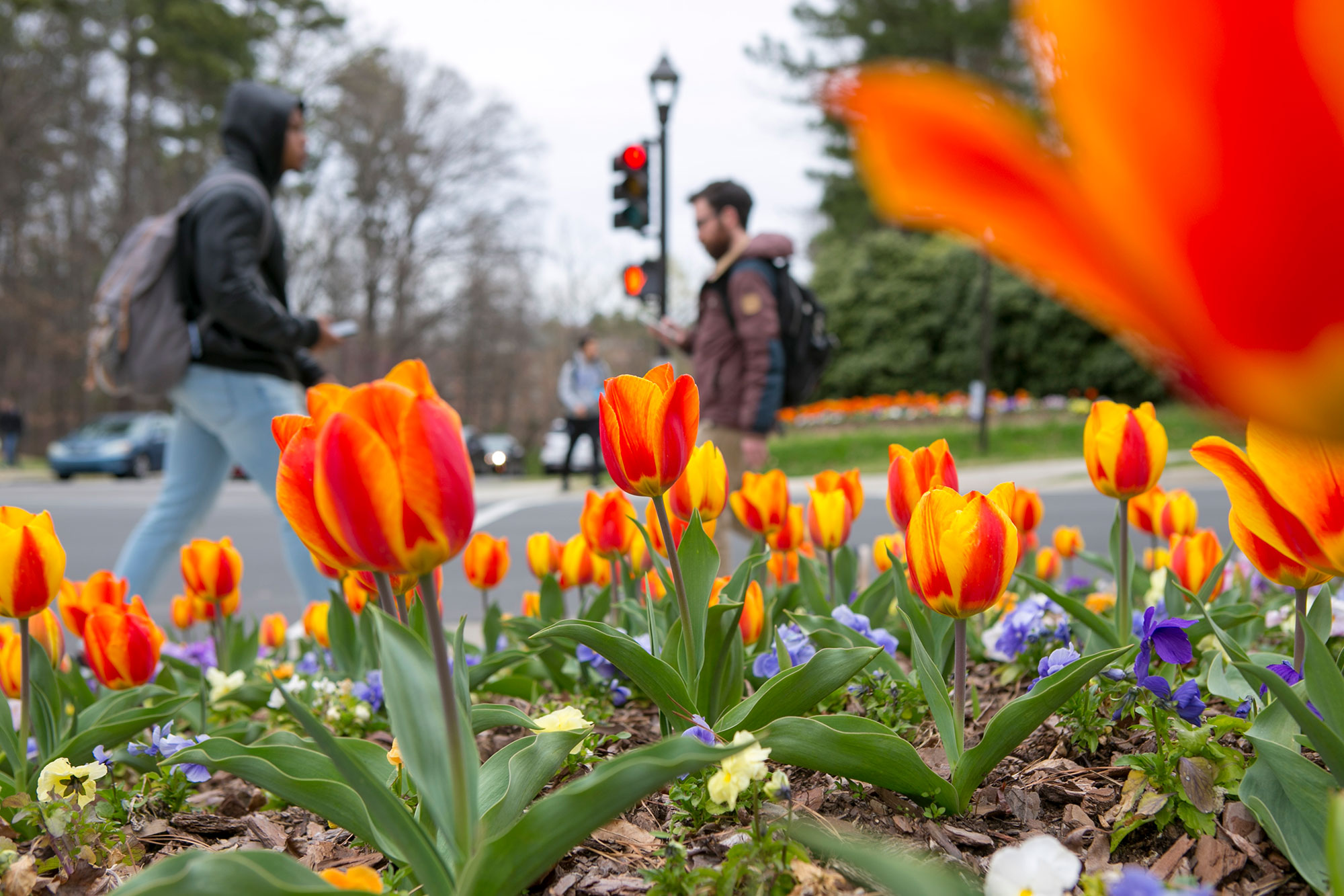 tulips on campus
