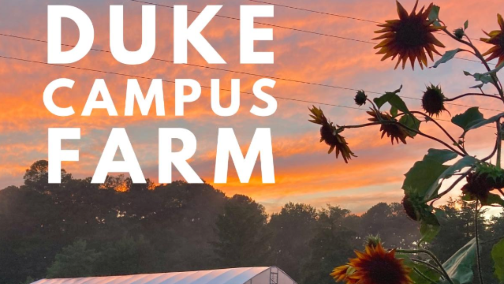duke campus farm in white letters over a sunset