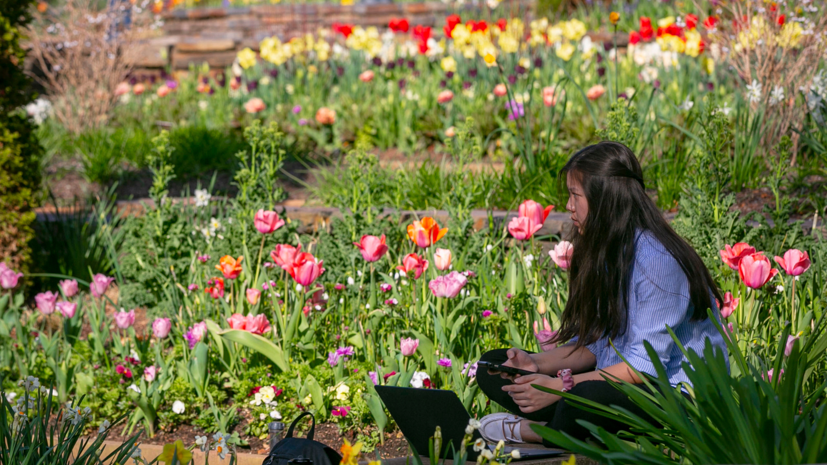 student sitting with her laptop in the middle of multicolored tulips