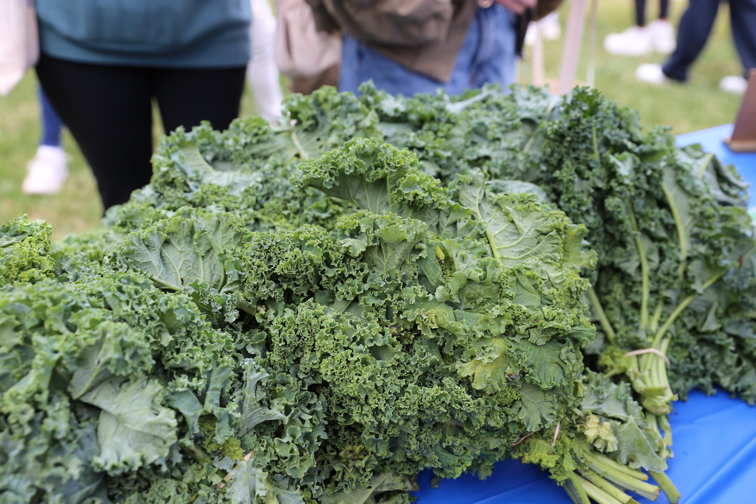 Close-up photo of kale, distributed last month at the Blue Devil Market